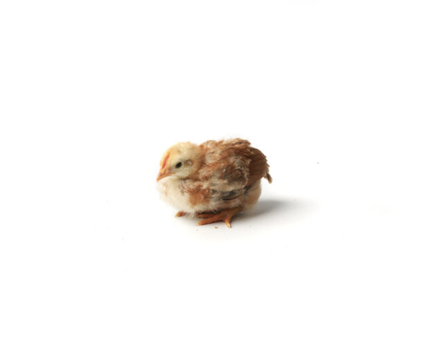 A Rhode Island Red Chicken Chick Shot on White for Isolation