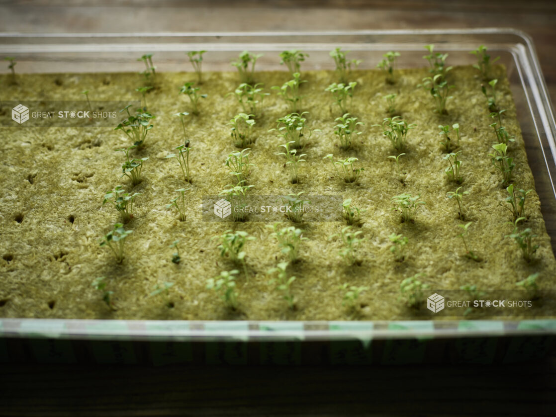 Rows of tiny sprouts in a tray of hydroponic growing medium, close-up