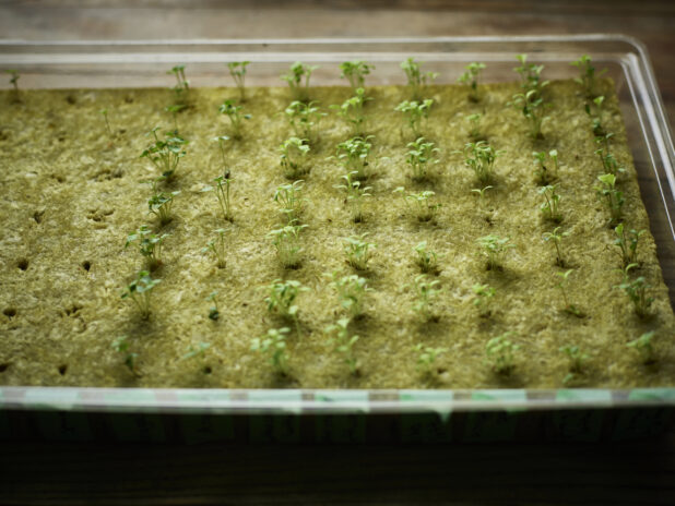 Rows of tiny sprouts in a tray of hydroponic growing medium, close-up