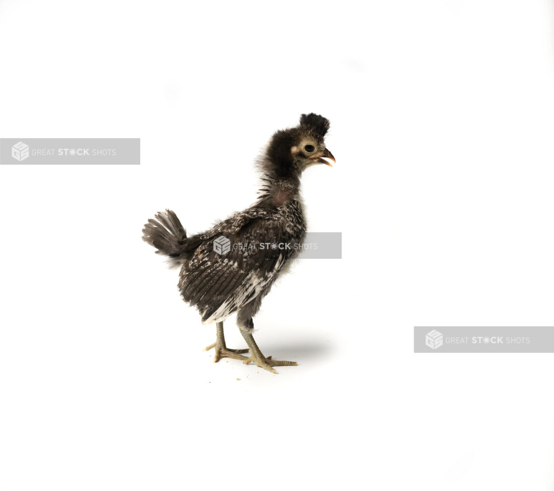 A Young Brabanter Chick Developing Feathers, Shot on White for Isolation