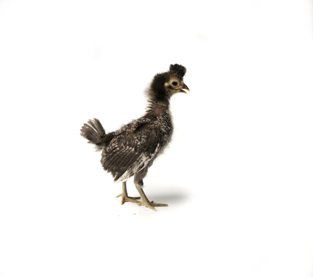 A Young Brabanter Chick Developing Feathers, Shot on White for Isolation