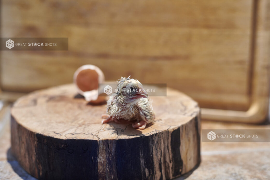 Newly hatched chick sitting on a wooden stump, broken eggshell in background