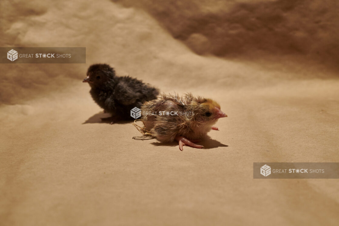 Two newly-hatched chicks on a brown paper background