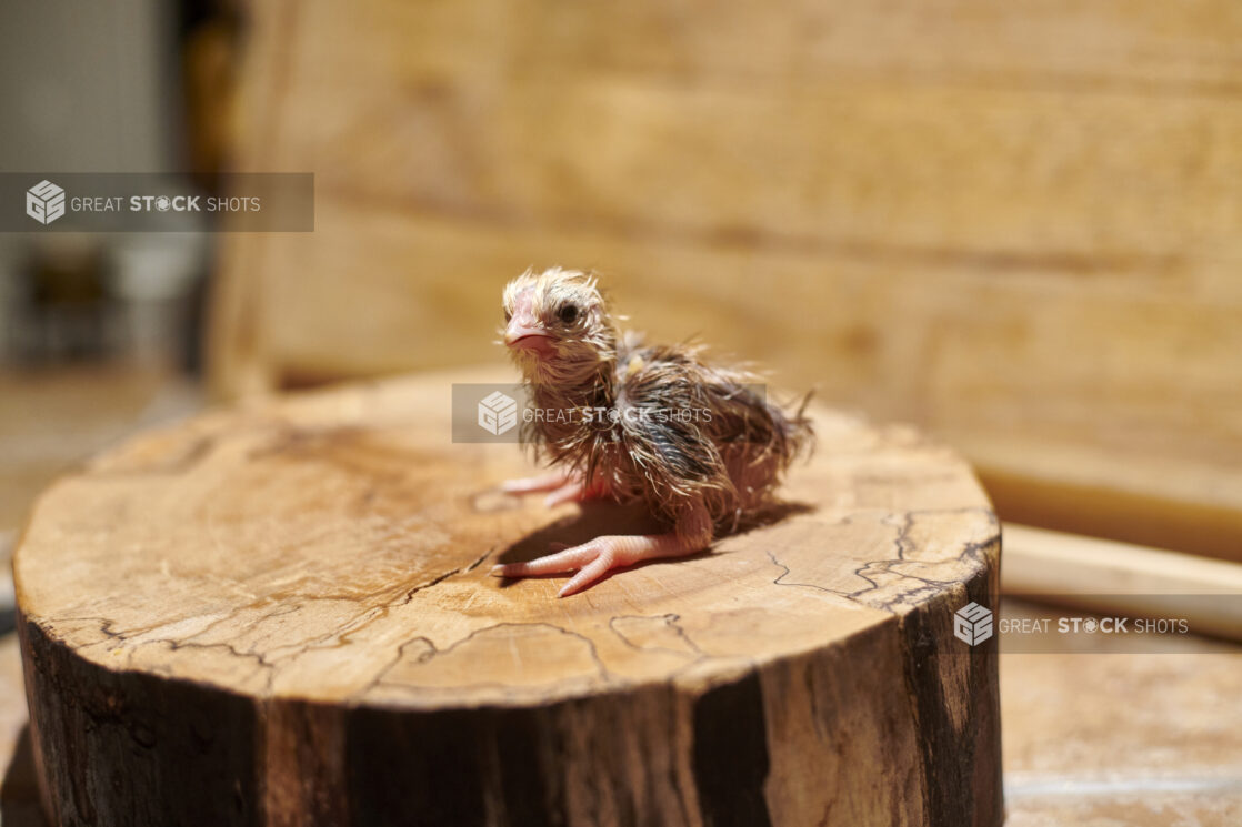 Newly hatched chick sitting on a wooden stump, close-up