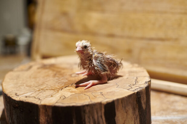 Newly hatched chick sitting on a wooden stump, close-up