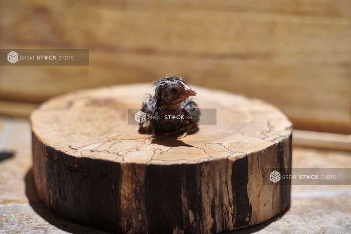 Newly hatched chick sitting on a wooden stump, wood background