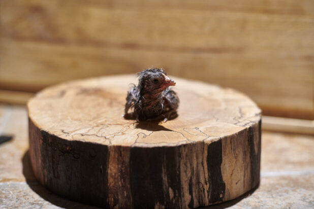 Newly hatched chick sitting on a wooden stump, wood background