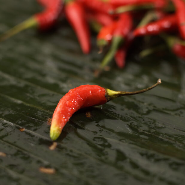 Close Up of a Fresh Red Chilli Pepper or Bird's Eye Chili Pepper in an Indoor Setting