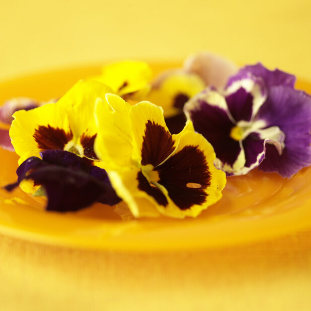 Close Up of Fresh Yellow and Violet Pansies Used as Edible Flowers