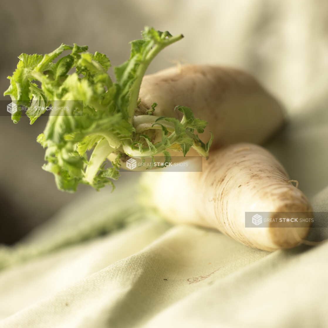 Close Up of Fresh, Whole Daikon White Radishes With Leaves on a Tablecloth Surface