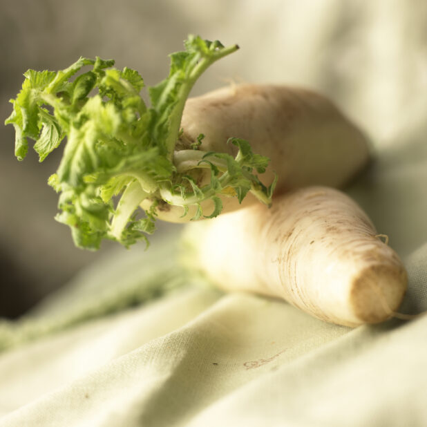 Close Up of Fresh, Whole Daikon White Radishes With Leaves on a Tablecloth Surface