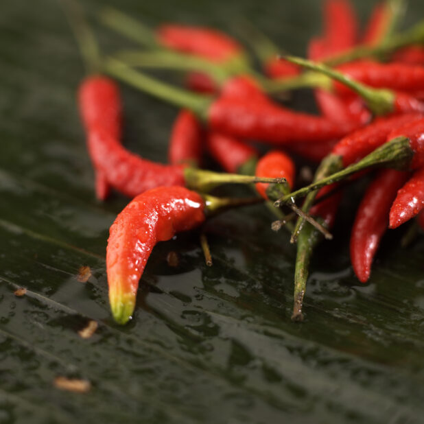 Close Up of Fresh Red Chilli Peppers or Bird's Eye Chili Peppers in an Indoor Setting - Variation