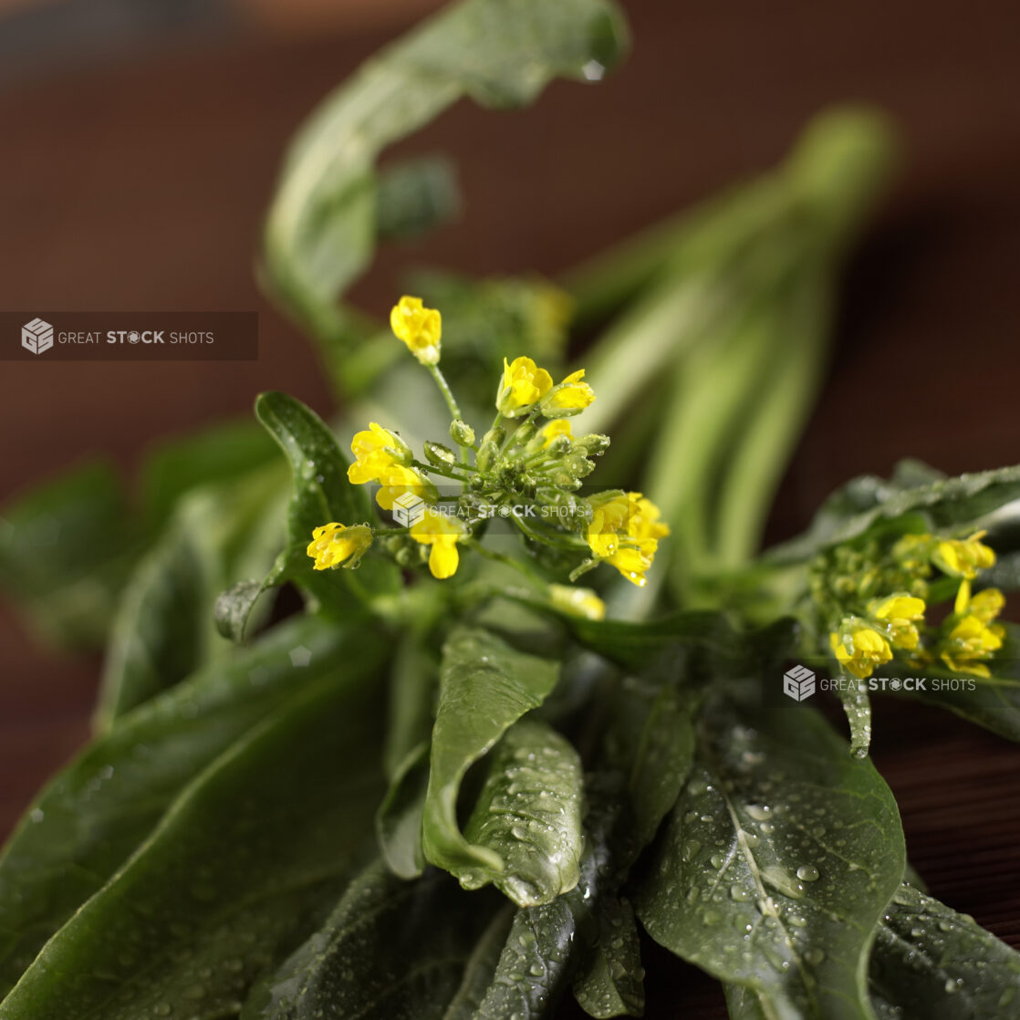 Close Up of the Yellow Flowers on a Bundle of Chinese Flowering Cabbage Choy Sum