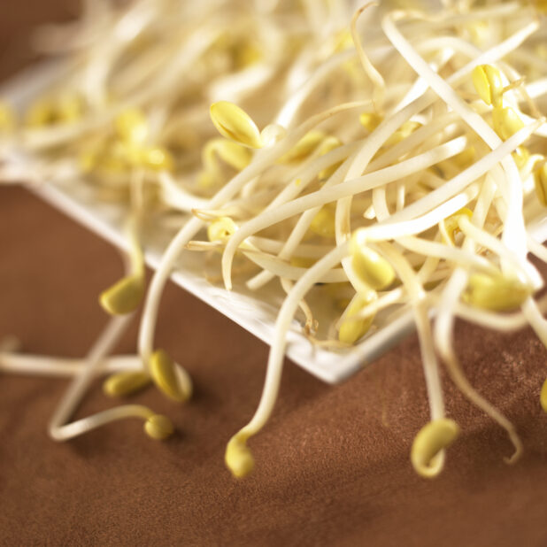 Close Up of a Dish of Fresh Mung Bean Sprouts on a Brown Table Surface