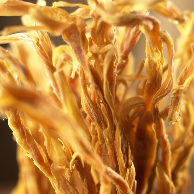Close Up Shot of a Bundle of Dried Cordyceps Militaris Fungi