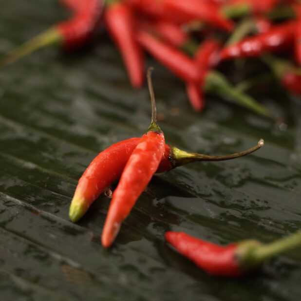 Close Up of Fresh Red Chilli Peppers or Bird's Eye Chili Peppers in an Indoor Setting - Variation 2