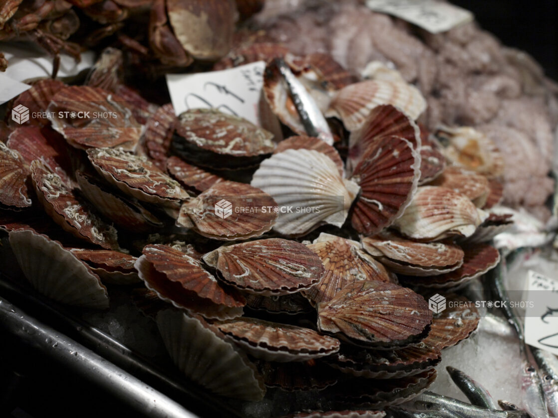 Close Up of Fresh Scallops at a Seafood Stall in an Outdoor Food Market in Venice, Italy