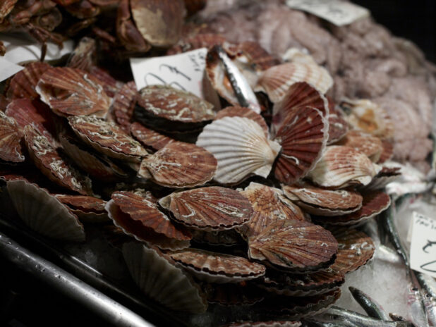 Close Up of Fresh Scallops at a Seafood Stall in an Outdoor Food Market in Venice, Italy