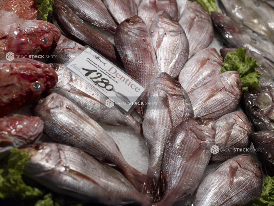 Close Up of Fresh Whole Red Snapper at a Seafood Stall in a Food Market in Venice, Italy