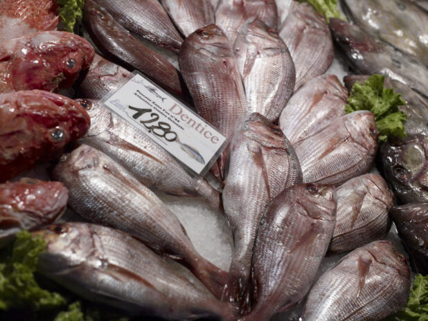 Close Up of Fresh Whole Red Snapper at a Seafood Stall in a Food Market in Venice, Italy