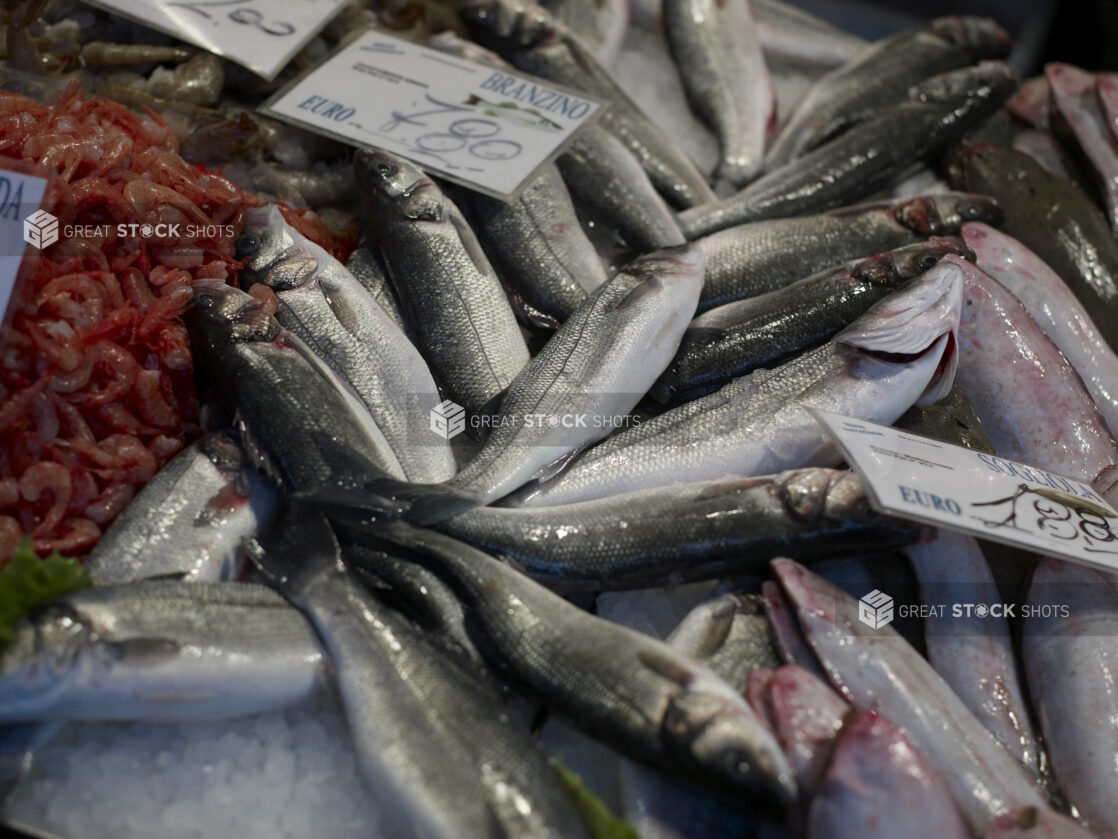 Close Up of Branzino – European Sea Bass – Displayed at a Seafood Stall in a Food Market in Venice, Italy – Variation 2