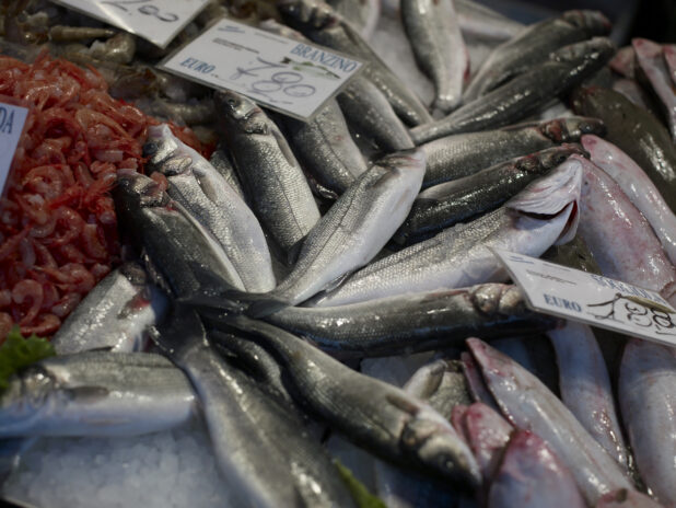 Close Up of Branzino – European Sea Bass – Displayed at a Seafood Stall in a Food Market in Venice, Italy – Variation 2