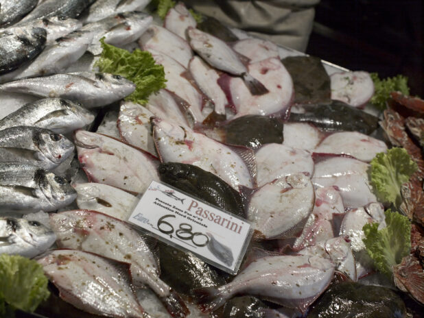 Close Up of Fresh Passarini - European Flounder - at a Seafood Stall in a Food Market in Venice, Italy