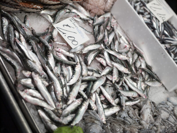 Close Up of Fresh Sardines at a Seafood Stall in an Outdoor Food Market in Venice, Italy