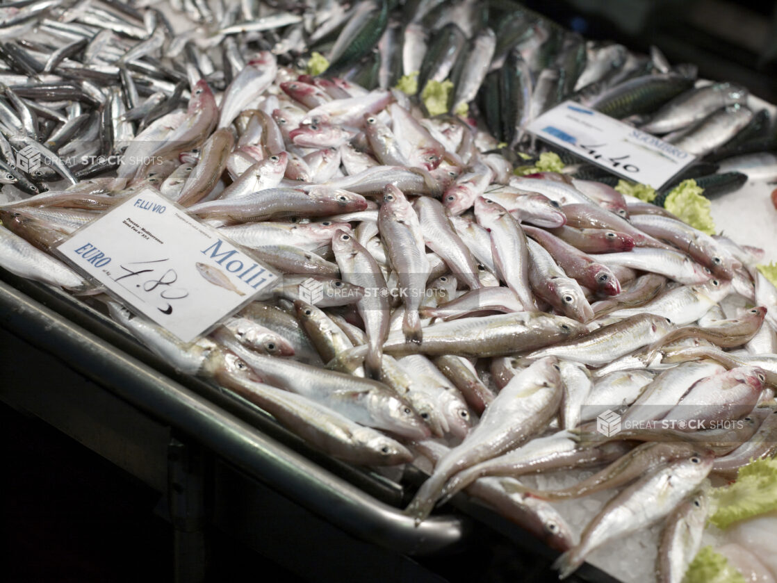 Fresh Small Fish For Sale at a Food Market in Venice, Italy