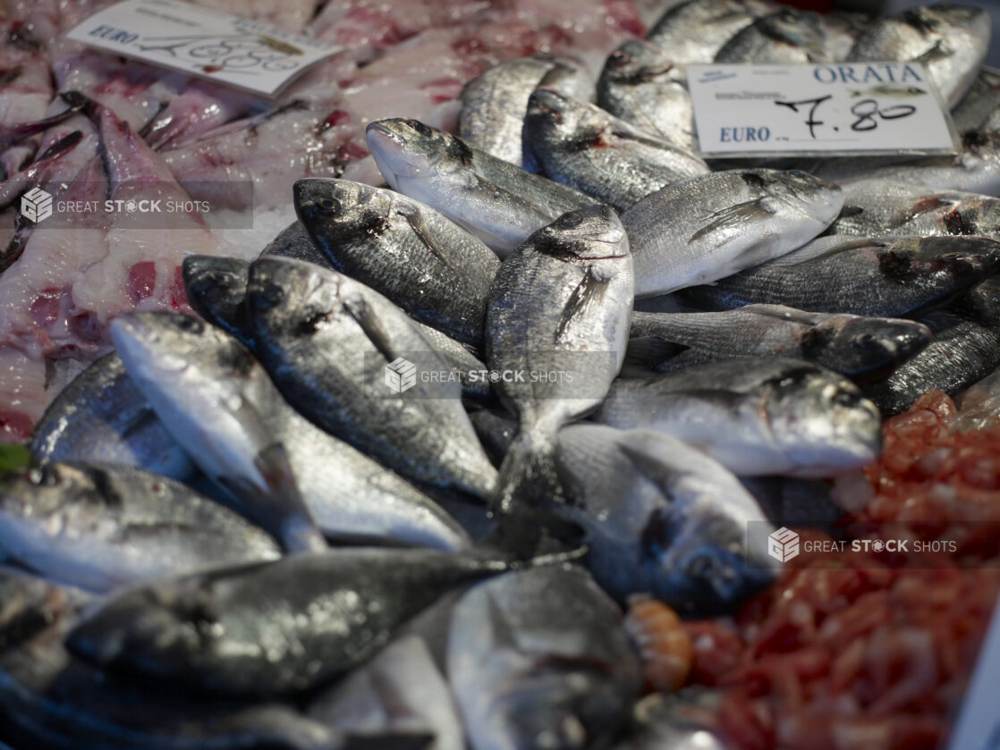 Close Up of Fresh Whole Gilt-Head Bream at a Seafood Stall in a Food Market in Venice, Italy