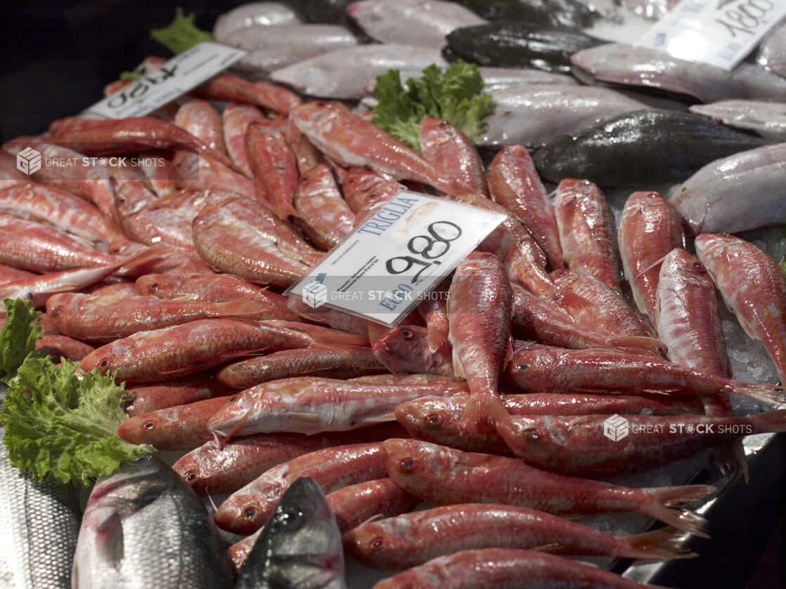 Close Up of Fresh Whole Red Mullet at a Seafood Stall in a Food Market in Venice, Italy