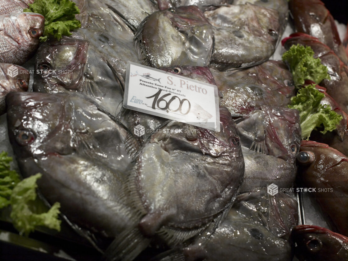 Fresh Whole John Dory (Saint Peter) Fish at a Seafood Stall in a Food Market in Venice, Italy - Variation