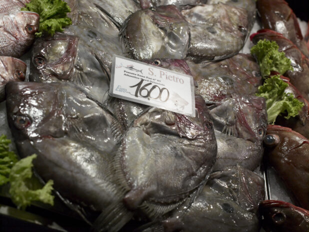 Fresh Whole John Dory (Saint Peter) Fish at a Seafood Stall in a Food Market in Venice, Italy - Variation