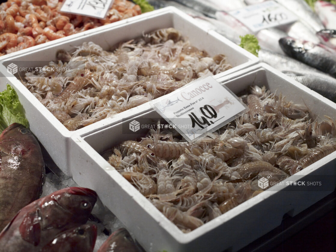 Styrofoam Crates of Fresh Mantis Shrimp at a Seafood Stall in a Food Market in Venice, Italy