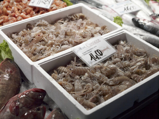Styrofoam Crates of Fresh Mantis Shrimp at a Seafood Stall in a Food Market in Venice, Italy