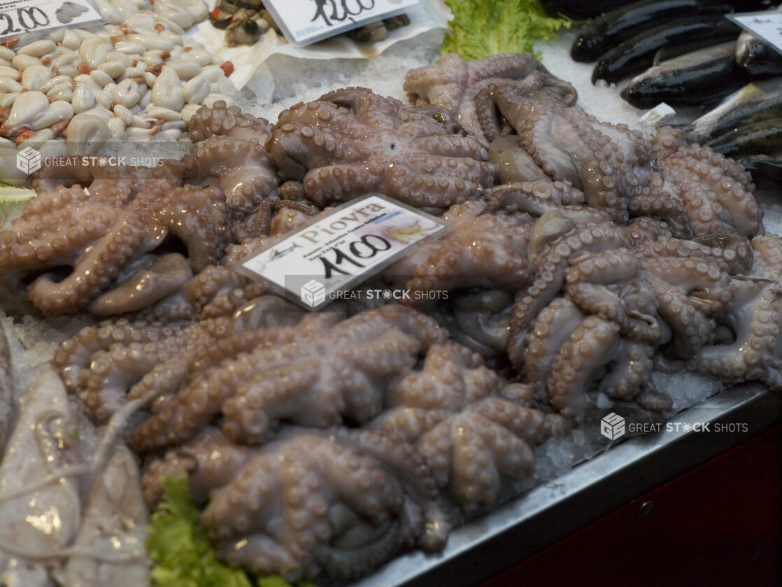 Close Up of Fresh Octopus at a Seafood Stall in a Food Market in Venice, Italy - Variation