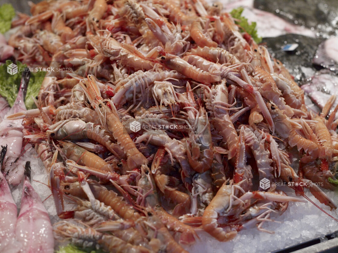 Fresh Pink Shrimp at a Seafood Stall in a Food Market in Venice, Italy