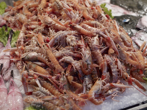 Fresh Pink Shrimp at a Seafood Stall in a Food Market in Venice, Italy