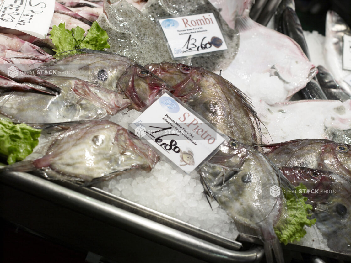 Fresh Whole John Dory (Saint Peter) Fish at a Seafood Stall in a Food Market in Venice, Italy