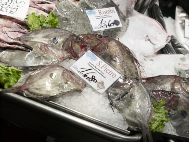 Fresh Whole John Dory (Saint Peter) Fish at a Seafood Stall in a Food Market in Venice, Italy