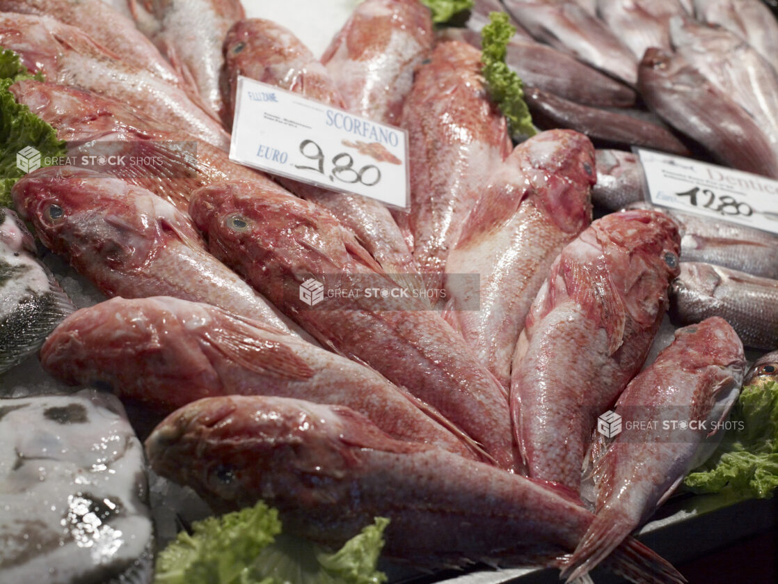 Close Up of Whole Redfish at a Seafood Stall in a Food Market in Venice, Italy