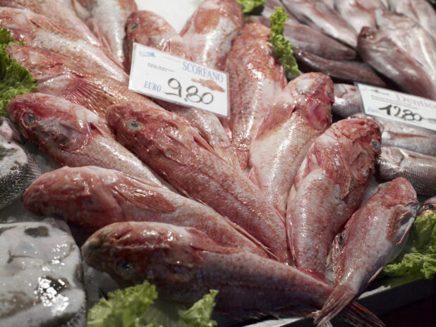 Close Up of Whole Redfish at a Seafood Stall in a Food Market in Venice, Italy
