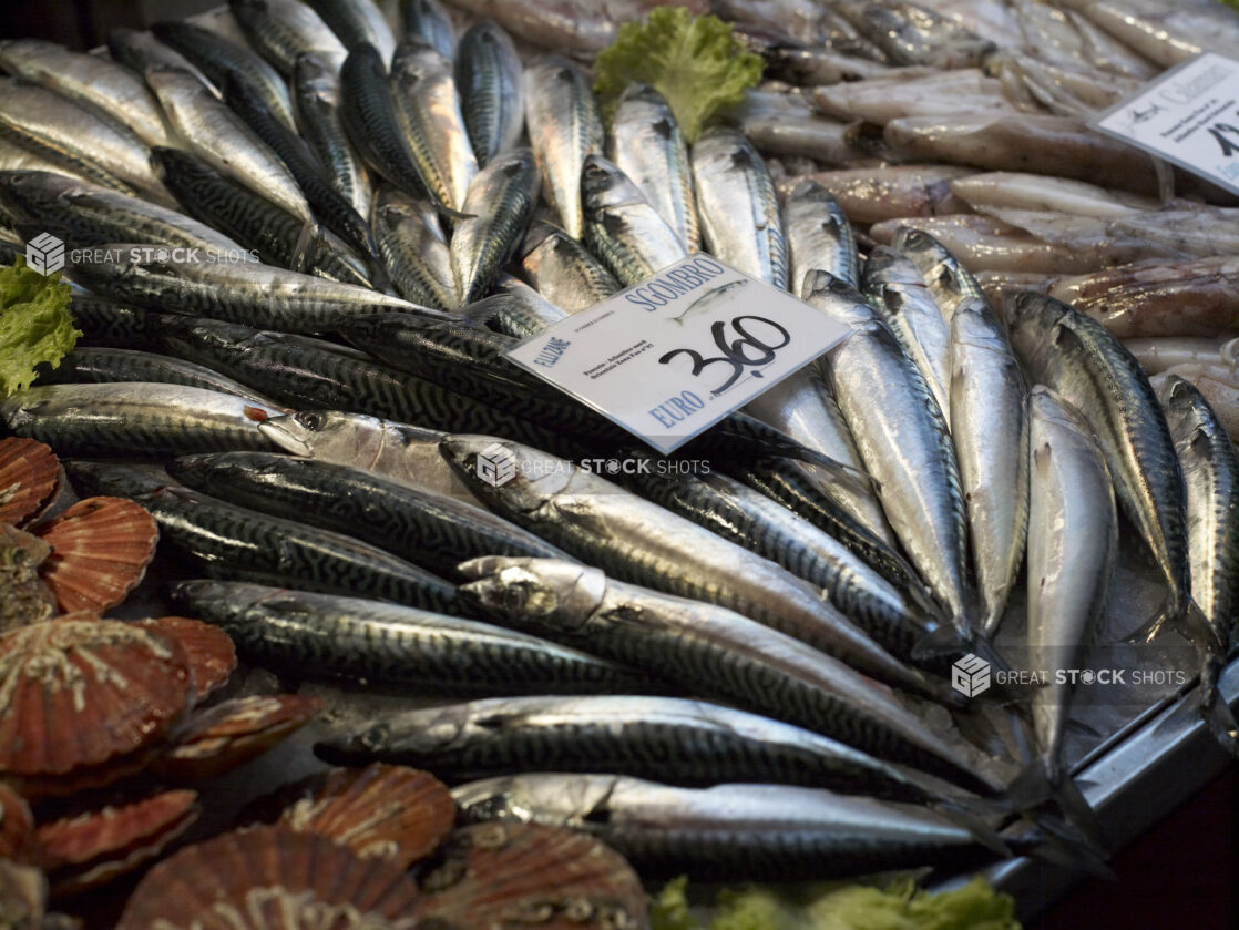 Fresh Whole Mackerel at a Seafood Stall in a Food Market in Venice, Italy