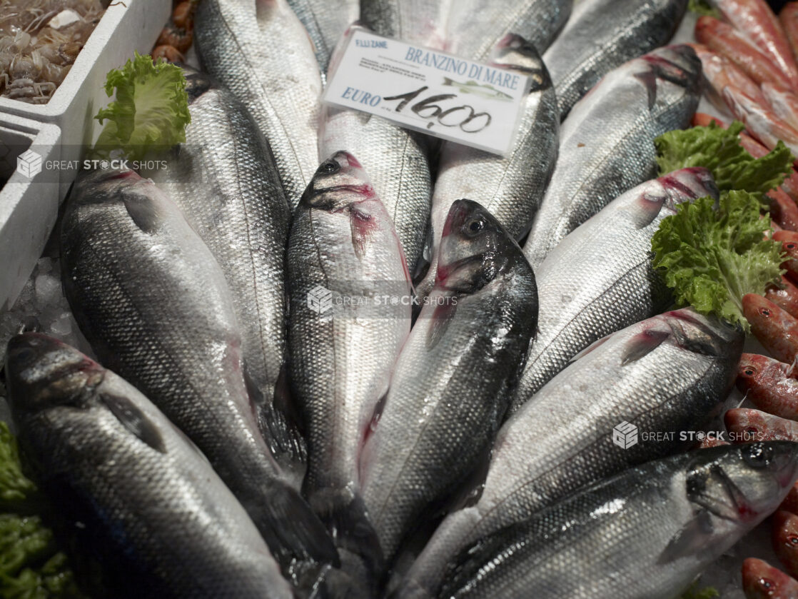 Close Up of Branzino – European Sea Bass – Displayed at a Seafood Stall in a Food Market in Venice, Italy