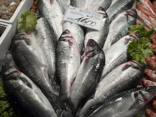 Close Up of Branzino – European Sea Bass – Displayed at a Seafood Stall in a Food Market in Venice, Italy