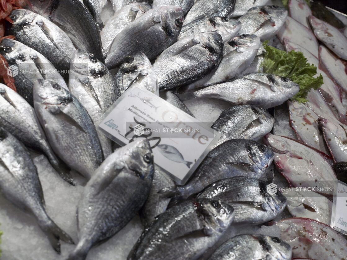 Close Up of Fresh Whole Sea Bream at a Seafood Stall in a Food Market in Venice, Italy