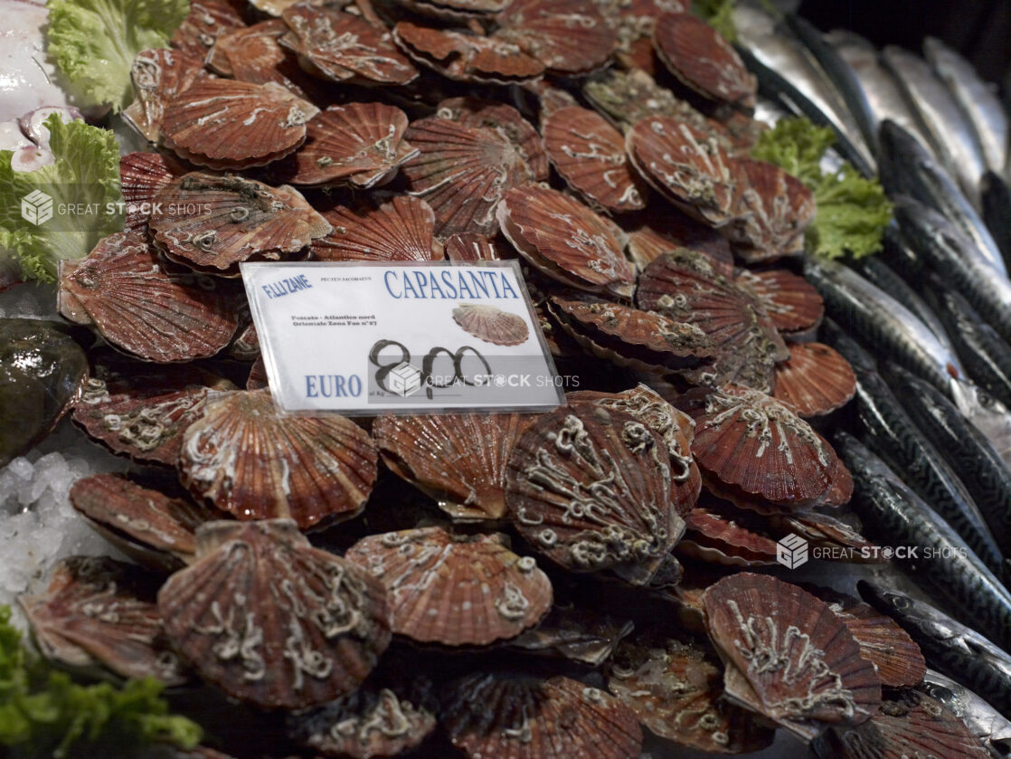 Close Up of Fresh Scallops at a Seafood Stall in an Outdoor Food Market in Venice, Italy - Variation