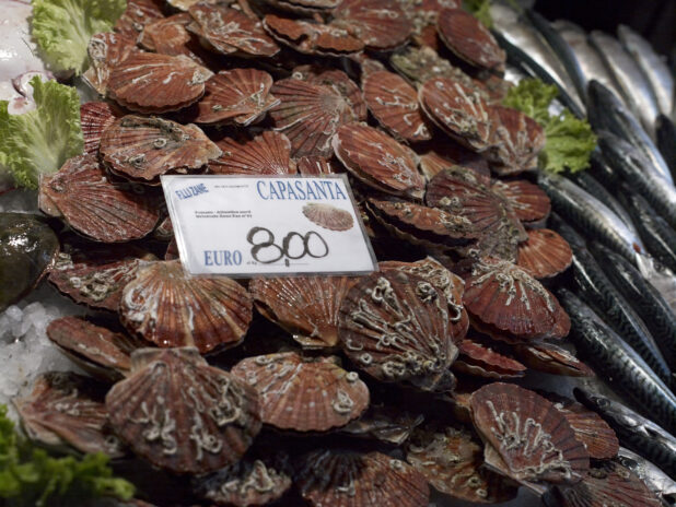 Close Up of Fresh Scallops at a Seafood Stall in an Outdoor Food Market in Venice, Italy - Variation