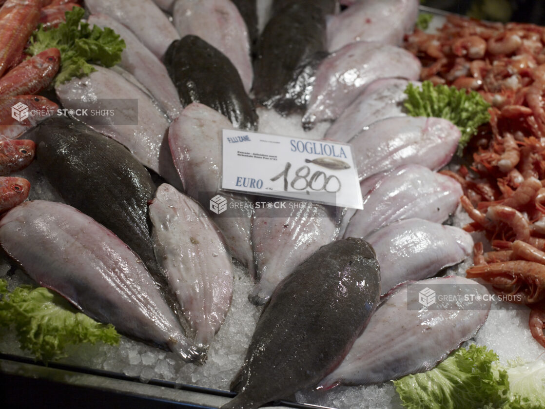 Close Up of Fresh Whole Sole Fish at a Seafood Stall in a Food Market in Venice, Italy