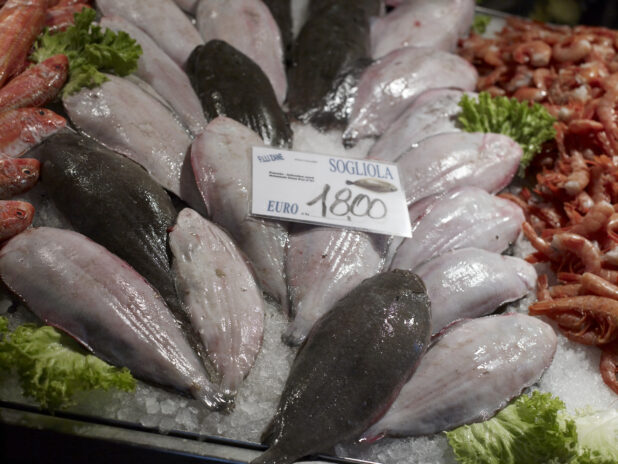 Close Up of Fresh Whole Sole Fish at a Seafood Stall in a Food Market in Venice, Italy